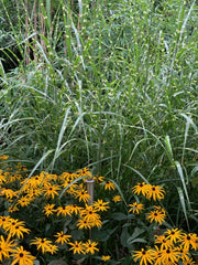 Chinaschilf - Miscanthus sinensis Zebrinus - Detailansicht
